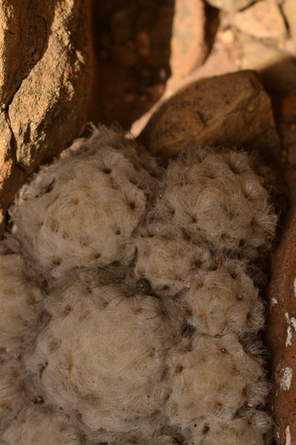 Mammillaria plumosa