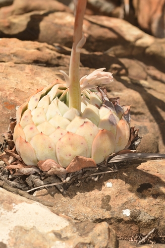 Echeveria simulans