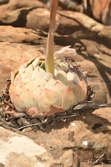 Echeveria simulans