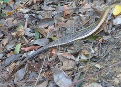 Zonosaurus laticaudatus