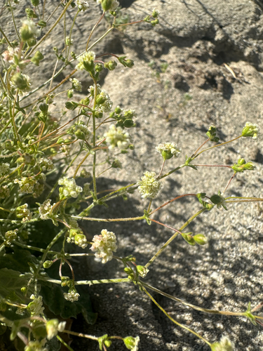 Thurber's Wild Buckwheat (Eriogonum thurberi)