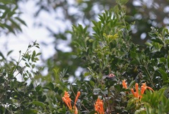 Pyrostegia