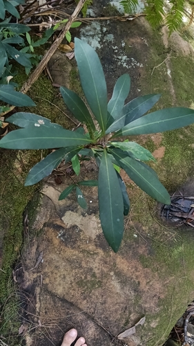 Water Gum (Tristaniopsis laurina)