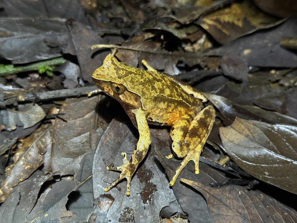 Boulenophrys jingdongensis
