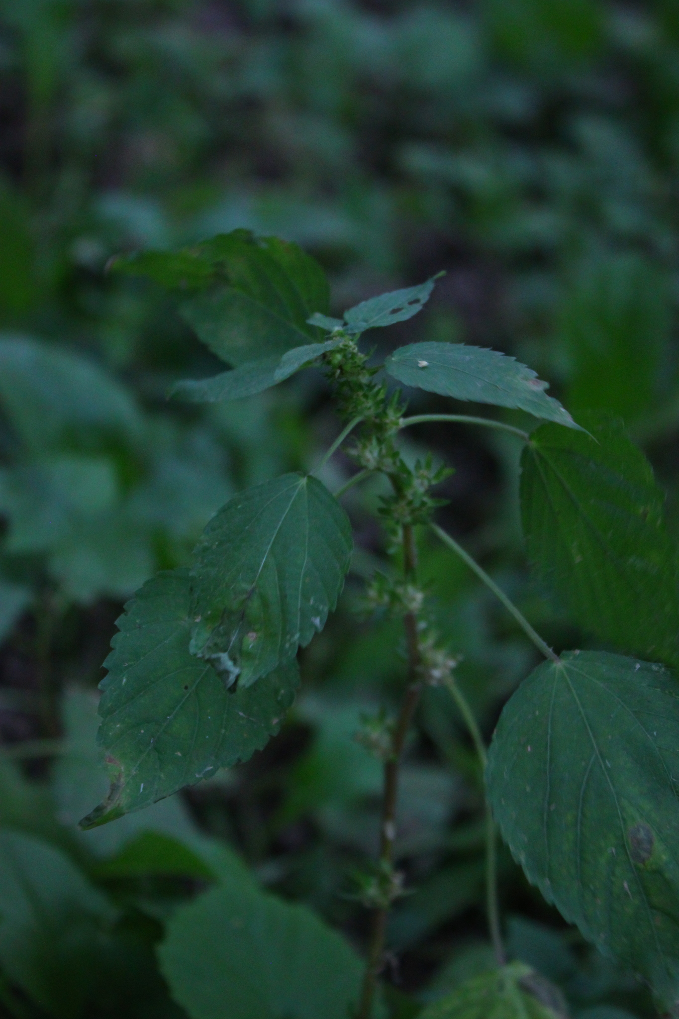 Acalypha brachystachya Hornem.