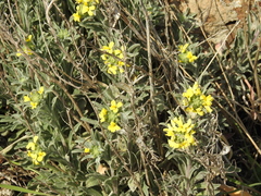 Fibigia clypeata
