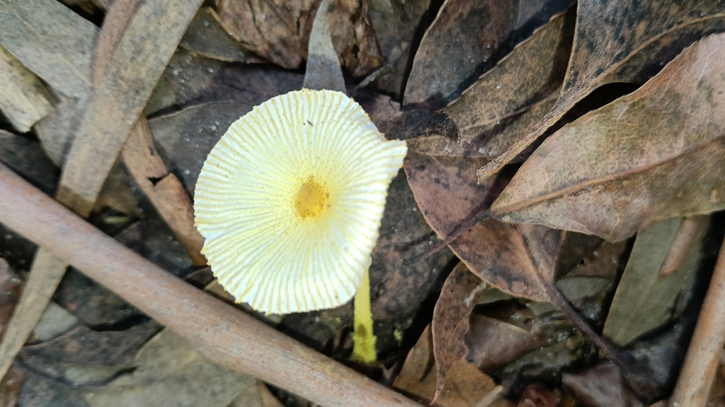 Leucocoprinus fragilissimus · March 2026 · photo: © rarefruitaus (iNaturalist, cc-by-sa)