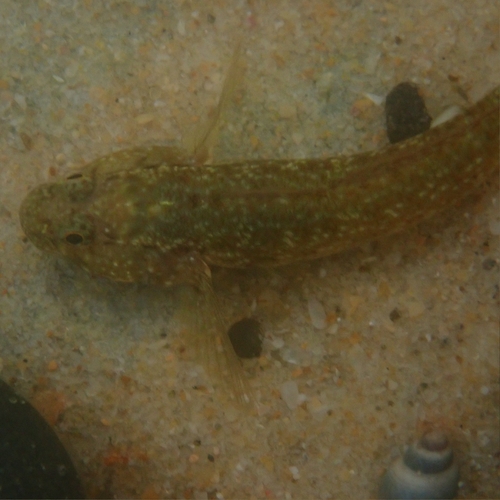 Bathygobius cocosensis