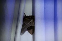 Pseudodirphia menander