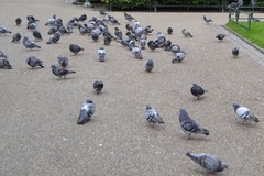 Columba livia domestica