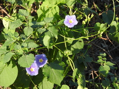 Ipomoea parasitica