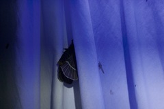 Pseudodirphia menander