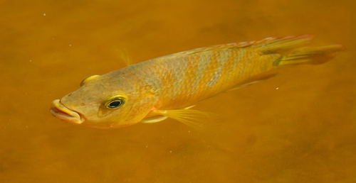 Mayaheros urophthalmus