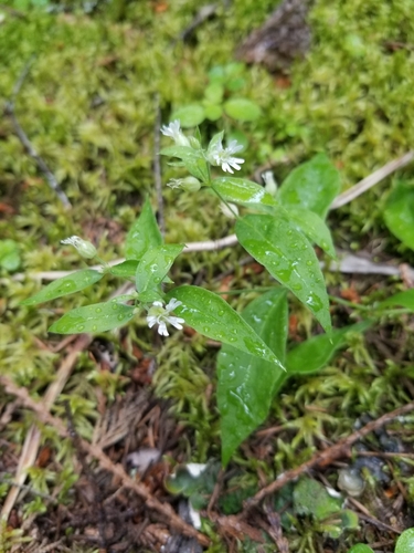 Menzies' Catchfly (Silene menziesii)