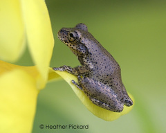 Osteopilus dominicensis