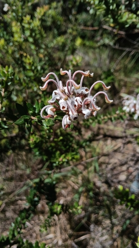 Grey Spider Flower (Grevillea buxifolia)