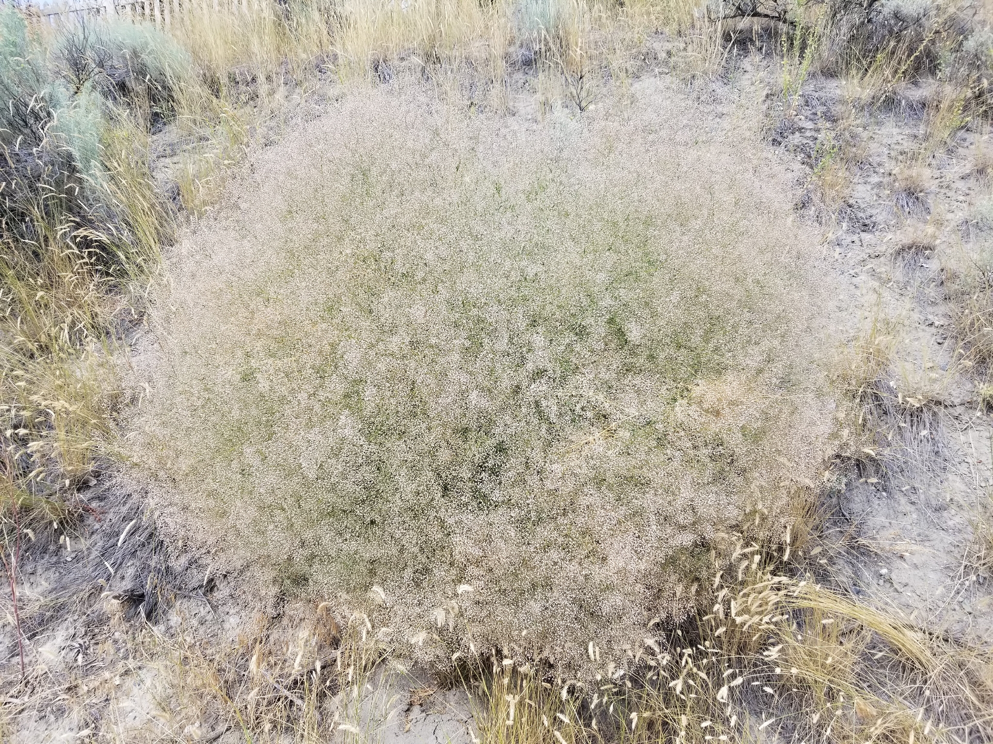 Baby's Breath (Gypsophila paniculata)