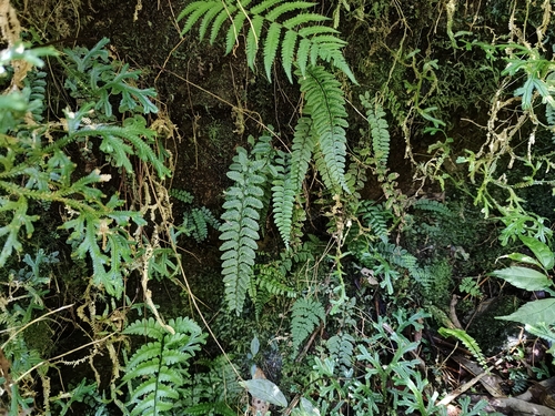 Athyrium nakanoi iNat (3)