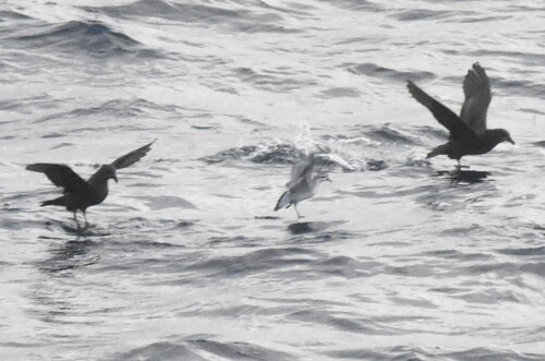 Great-winged Petrel (Pterodroma macroptera), photo 2