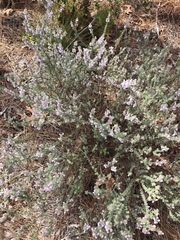 Conradina canescens image