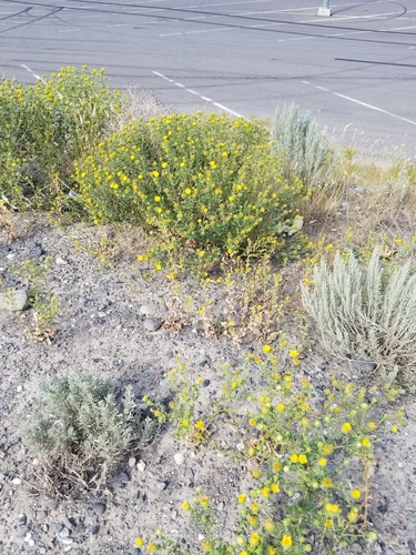 Curlycup Gumweed (Grindelia squarrosa)