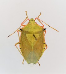 Chlorocoris rufispinus image