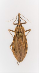 Image of Rhodnius pallescens