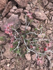 Calliandra eriophylla