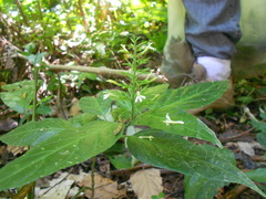Schaueria thyrsiflora
