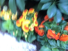 Calceolariaceae