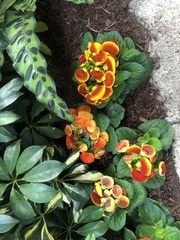 Calceolariaceae
