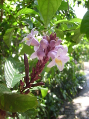 Phlogacanthus turgidus