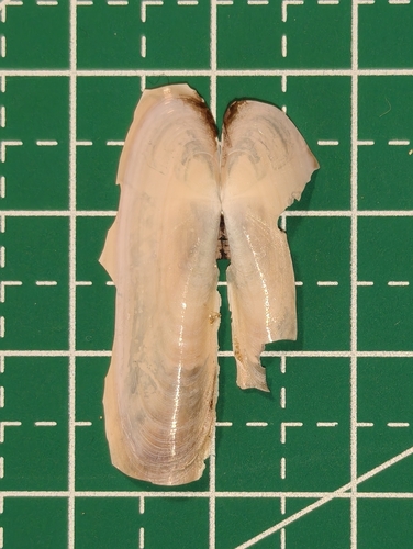 Siliqua pulchella, 2026-03-15
