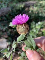 Centaurea pectinata