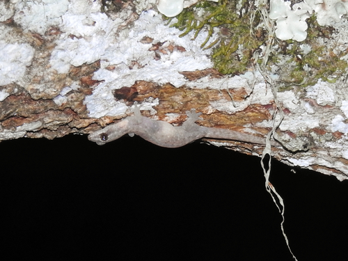 Penang Island Slender Gekko, Hemiphyllodactylus cicak