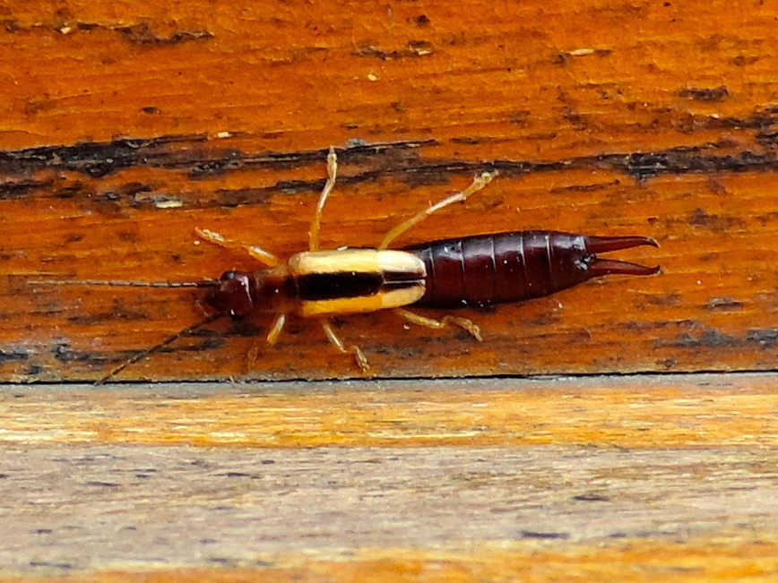 Lined Earwig