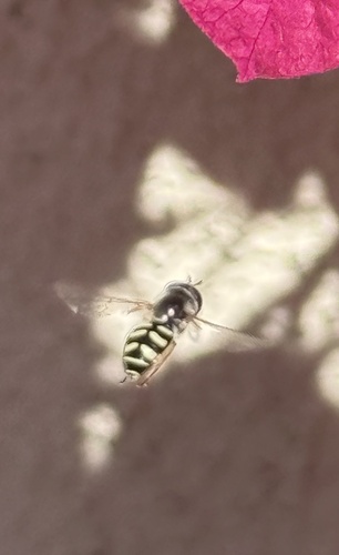 Unknown species found near Hickoryhill Dr, Encinitas, CA, US
