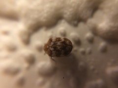 Anthrenus verbasci