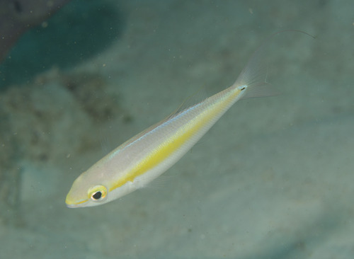 Butterfly whiptail (Pentapodus setosus) — Nemipteridae — 5