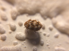 Anthrenus verbasci