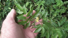 Grewia caffra