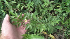 Grewia caffra