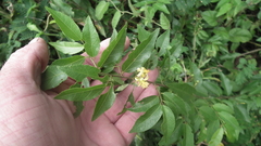 Grewia caffra