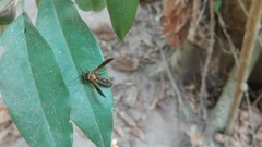 Polybia chrysothorax