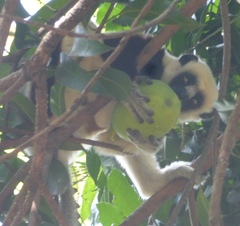 Propithecus coquereli