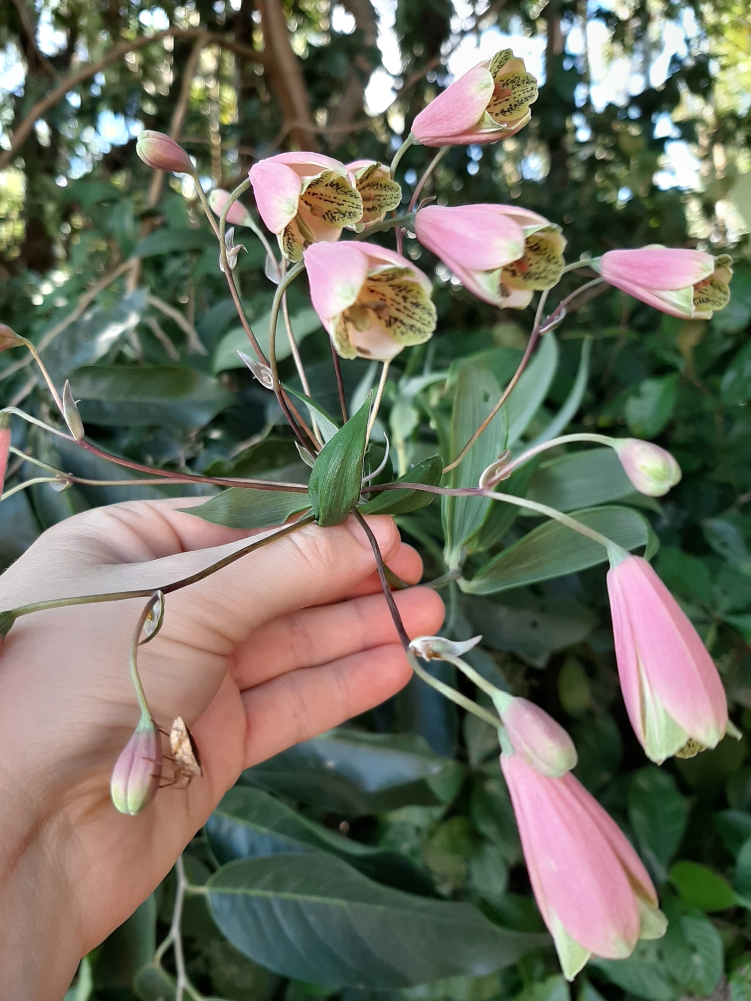 Bomarea edulis