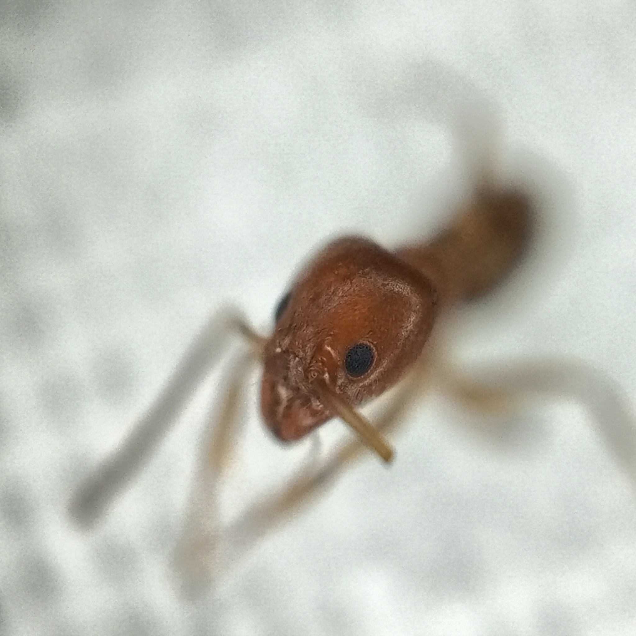 Linepithema micans