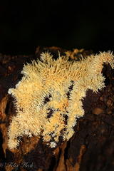 Protohydnum sclerodontium