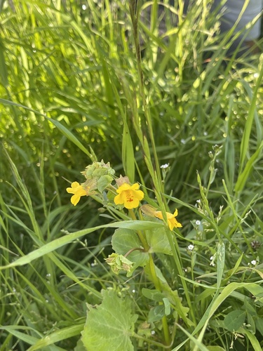iNaturalist observation photo of monkeyflowers