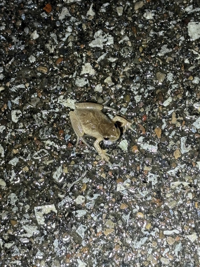 Spring Peeper in March 2026 by Jeremy Bergman · iNaturalist